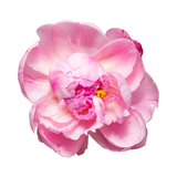 Pink Freesia