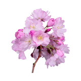 Pink Jasmine