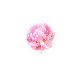 Pink Peony