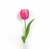Pink Tulip