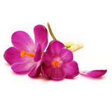Pink Violet