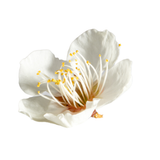 Plum Blossom