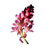 Red Currant Blossom