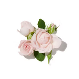 Tincture of Rose