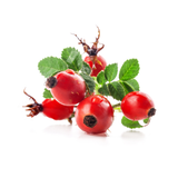 Rose Hip
