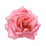 Rose Water