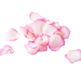 Rose Petals