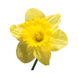 Sea Daffodil