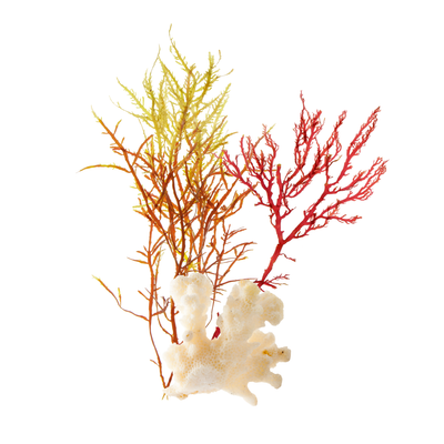 Sea Notes