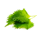 Shiso