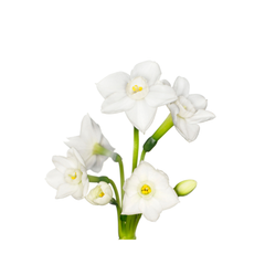 Stephanotis