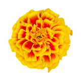 Tagetes