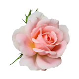 Taif Rose