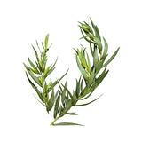 Tarragon