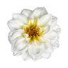 Tiare Flower