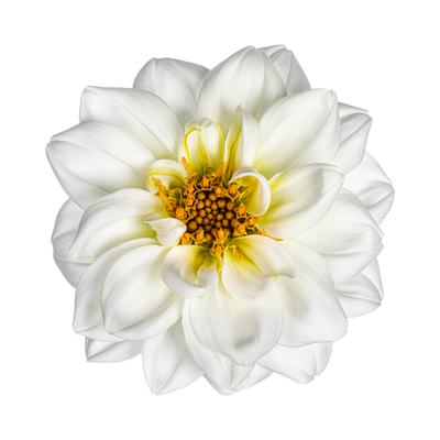 Tiare Flower