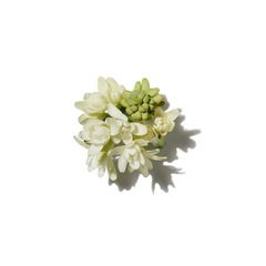 Tuberose