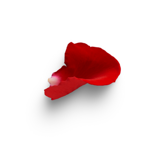 Turkish Rose