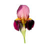 Tuscan Iris