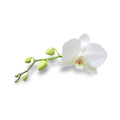 Vanilla Orchid