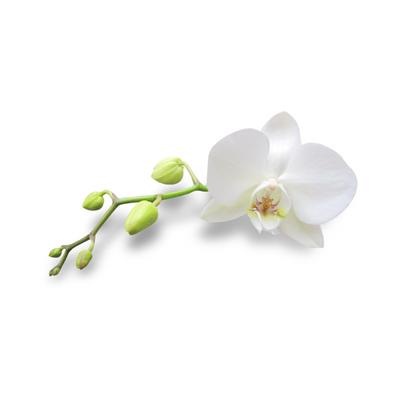 Vanilla orchid