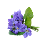 Italian Violet