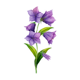 Violet Leaves