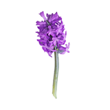 Water Hyacinth