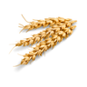 Wheat