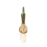 White Hyacinth