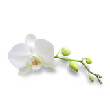White Orchid