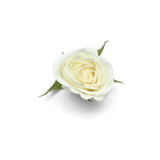 White Rose