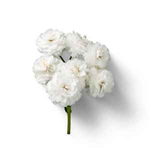 White Flowers