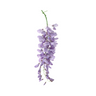 Wisteria