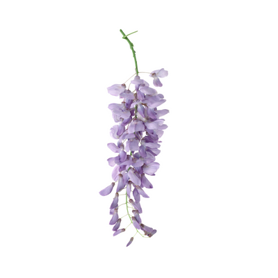 Wisteria