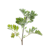 Wormwood