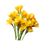 Yellow Freesia