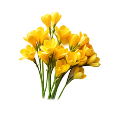 Yellow Freesia
