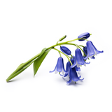Bluebell