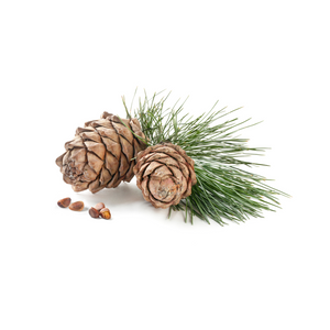 Cedar