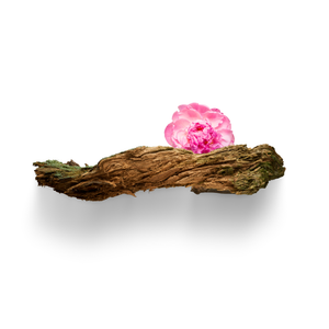 Woodsy Notes
