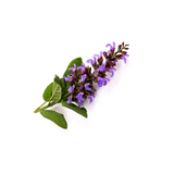 Clary Sage
