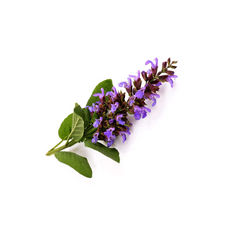 Clary Sage