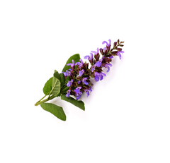 Clary Sage
