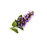 Clary Sage