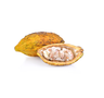 Cacao
