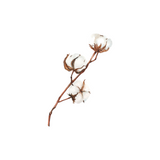 Cotton Flower