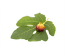 Fig Leaf