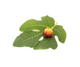 Fig Leaf