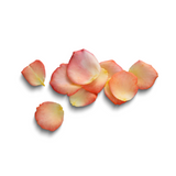 Grasse Rose